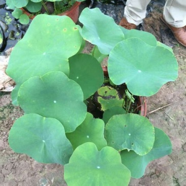 荷花50~60cm