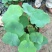 荷花50~60cm