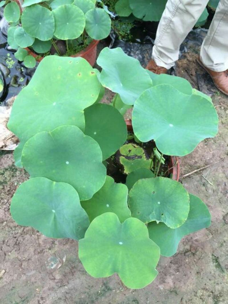 荷花50~60cm