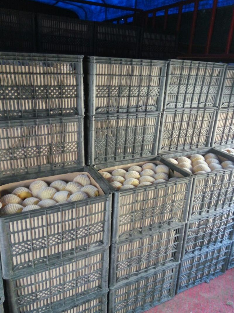 砀山梨300~350g光果