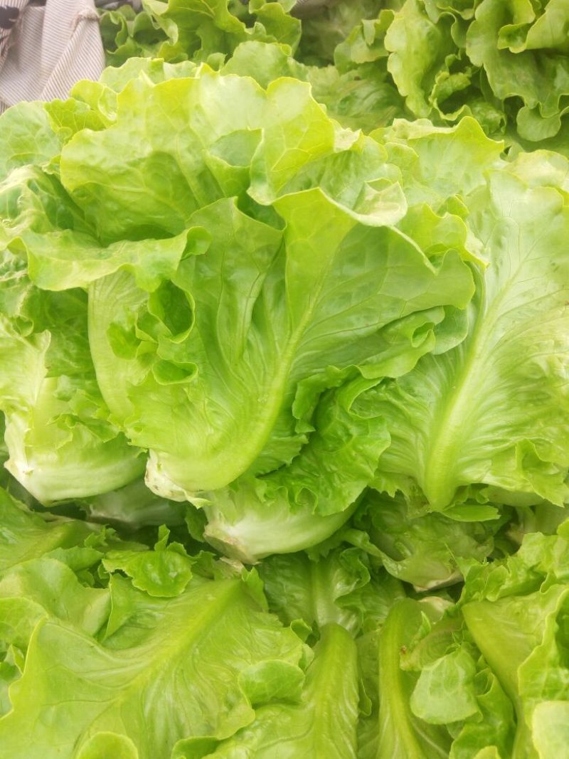 意大利生菜4两~5两基地直供品质保证，欢迎来电洽谈合作