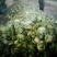 白花菜包装