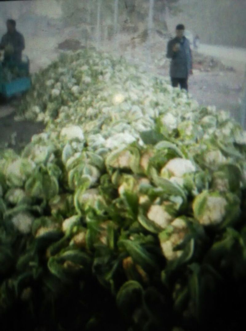 白花菜包装