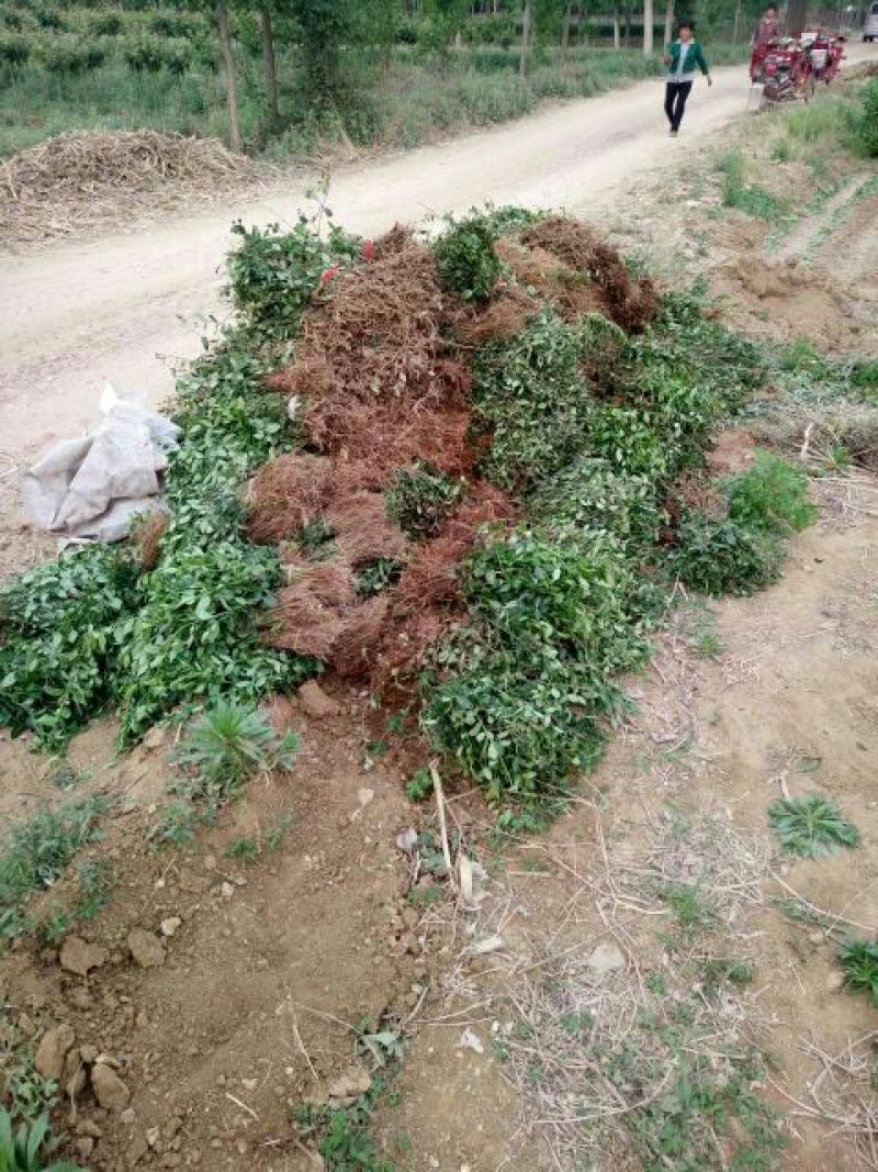 扶芳藤1cm以下，小叶扶芳藤，爬行卫矛