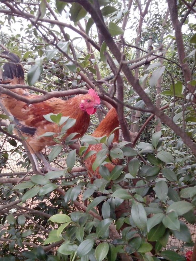 泉林土鸡10月以上