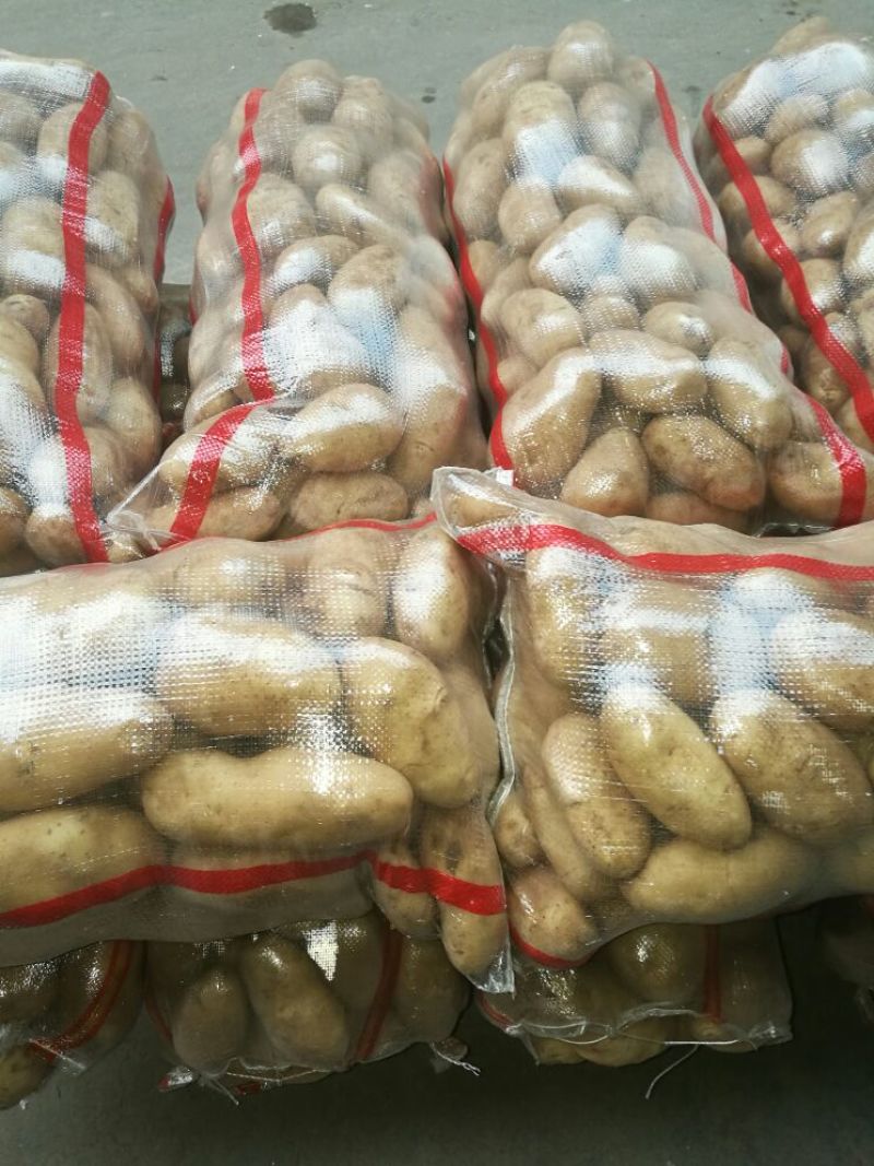 荷兰十五土豆3两以上个头大，颜色亮，薯型好，保鲜好
