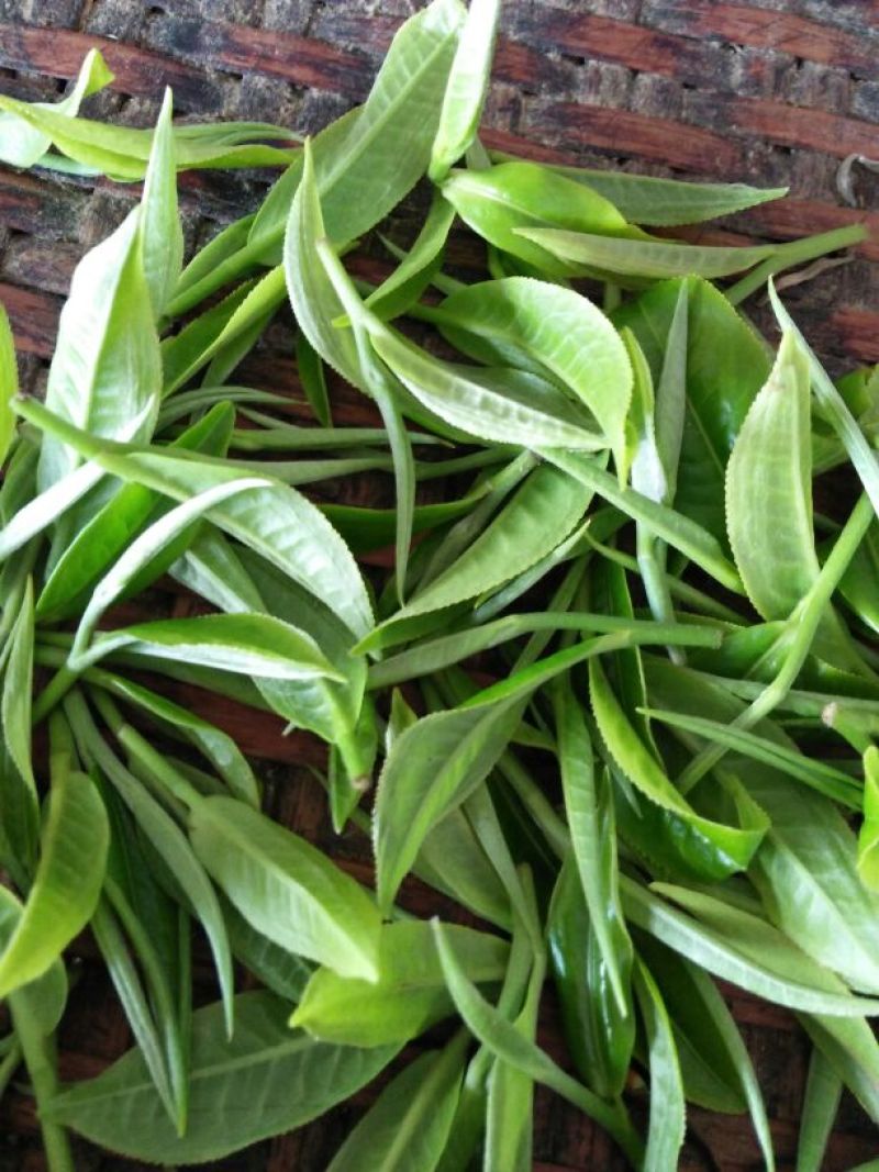 普洱茶