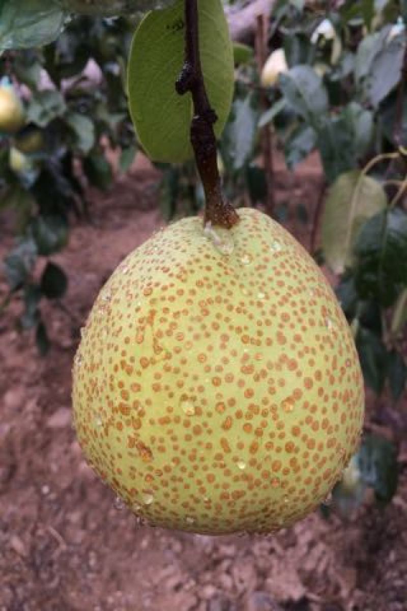 莱阳梨
