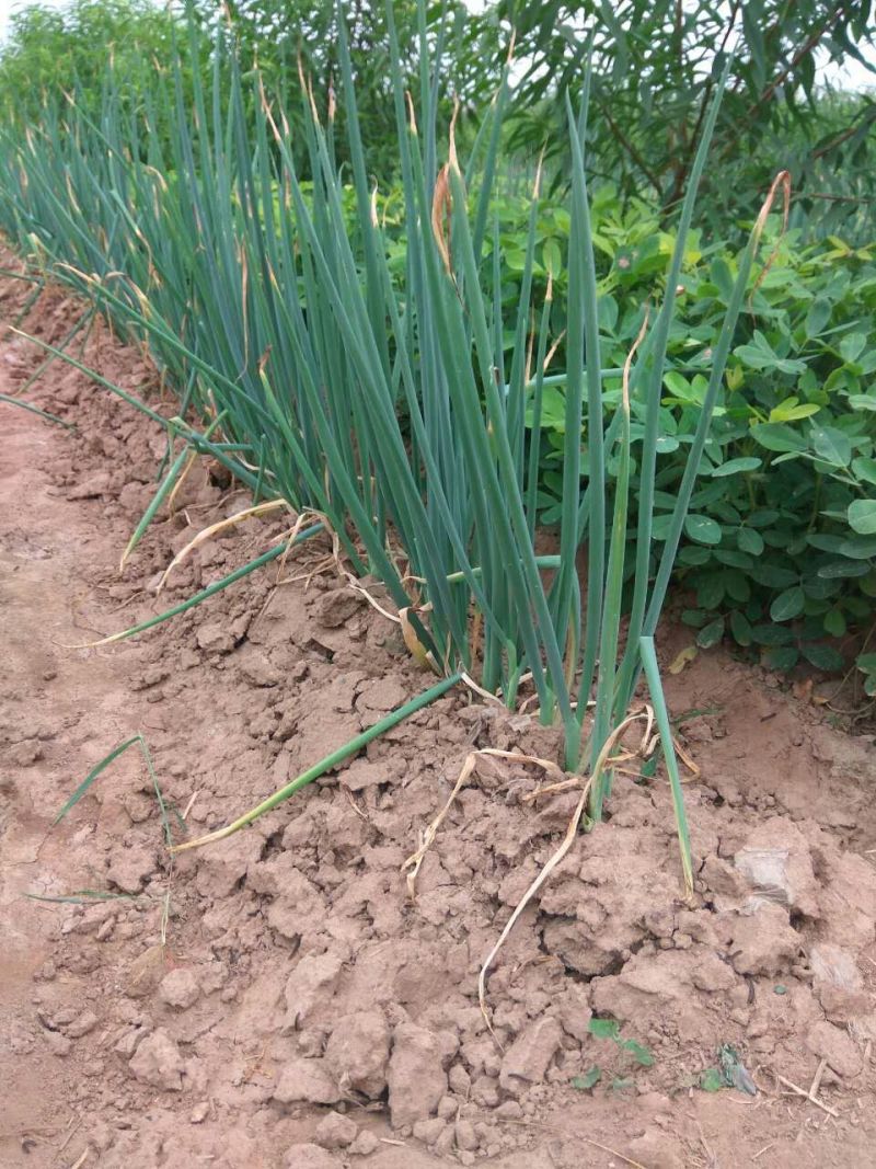 章丘大葱35~40cm毛葱3cm左右