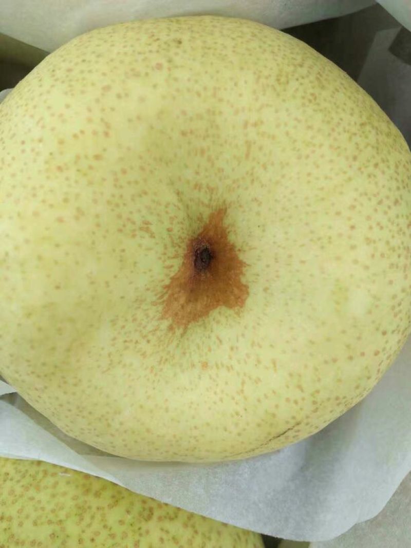 皇冠梨300~350g纸箱