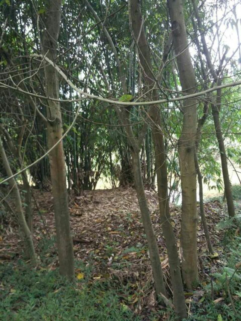 黄葛树10~30cm