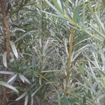 小叶罗汉松