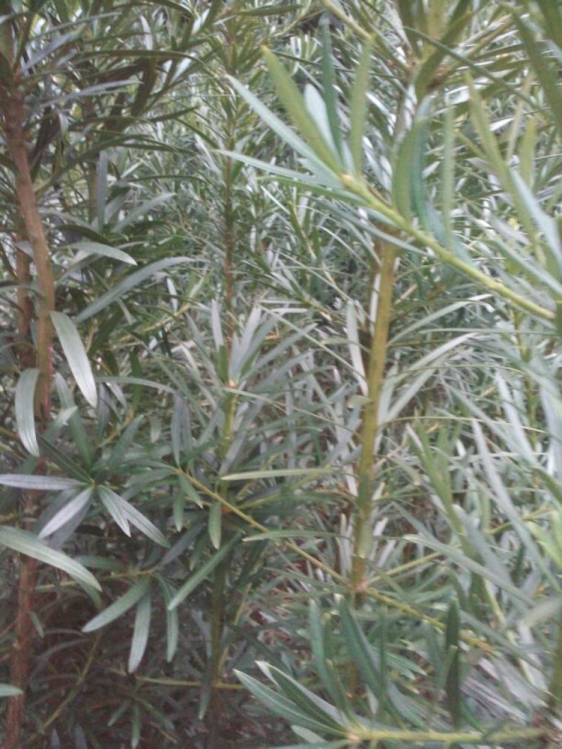 小叶罗汉松