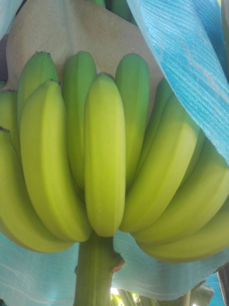 精品河口香蕉云南香蕉七成熟大量供应可视频看货全国发