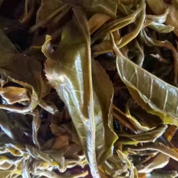 普洱绿茶紧压茶