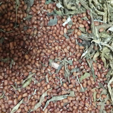 红小豆散装