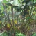 芭蕉芋3厘米以上