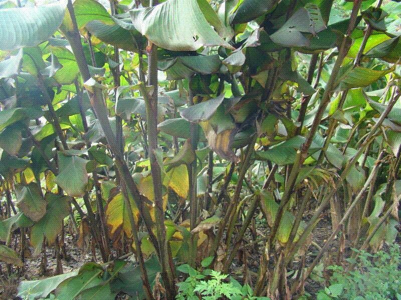 芭蕉芋3厘米以上