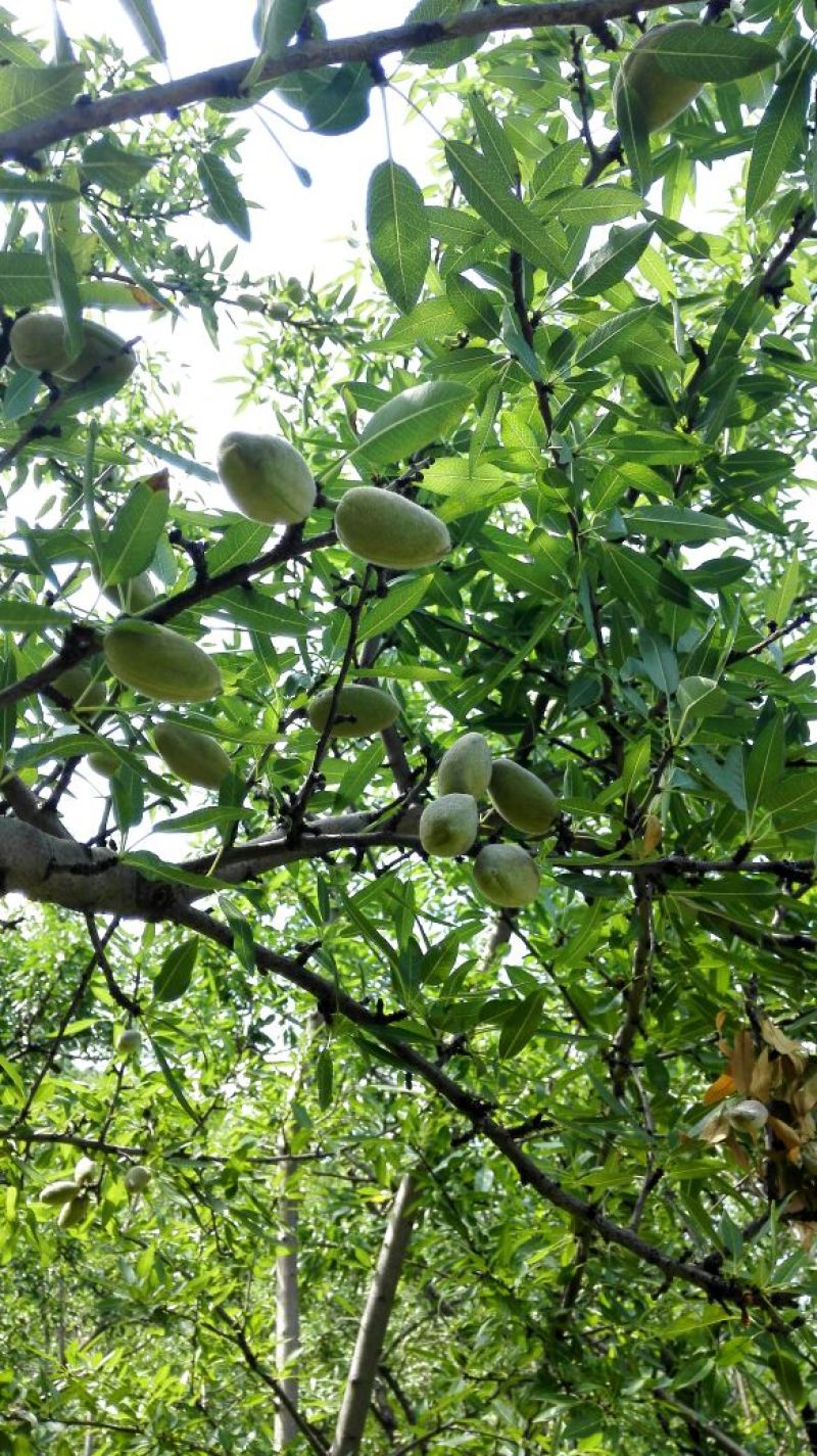 新鲜纸皮巴旦木200亩种植基地马上开始批量订购，先到先得
