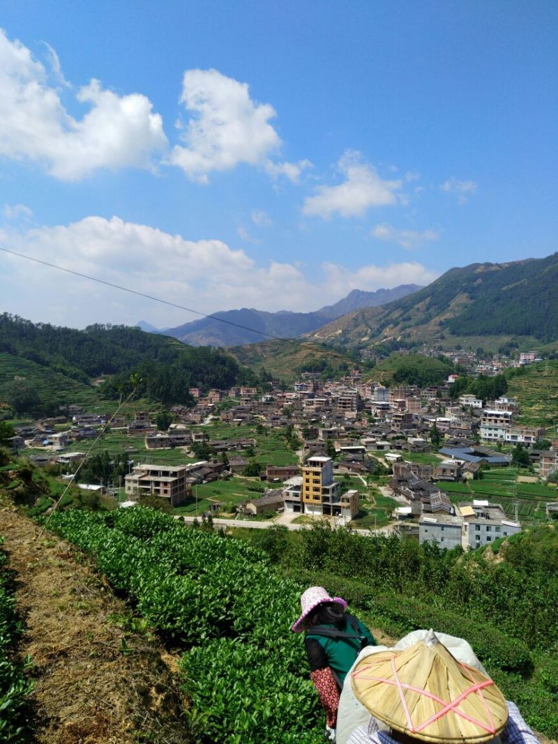 观音茶特级