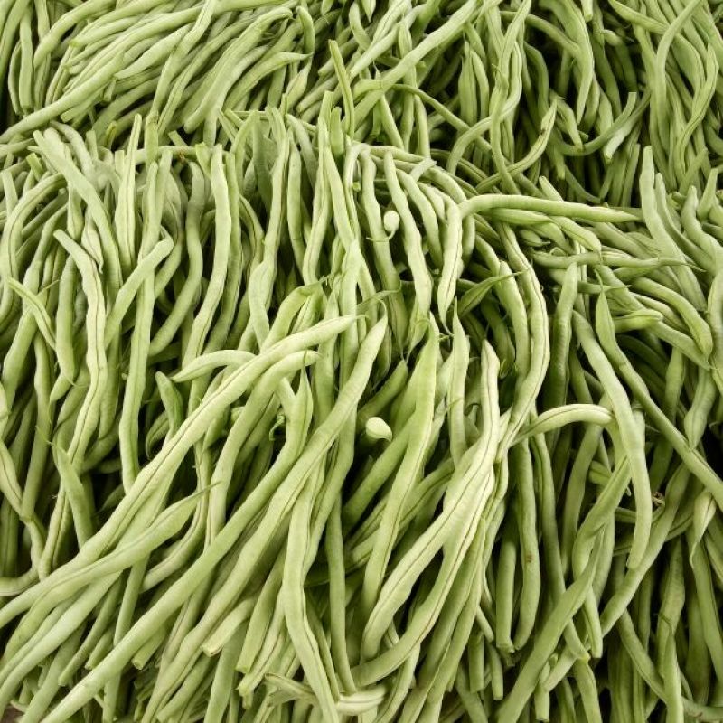 芸豆四季豆大量上市中万亩基地