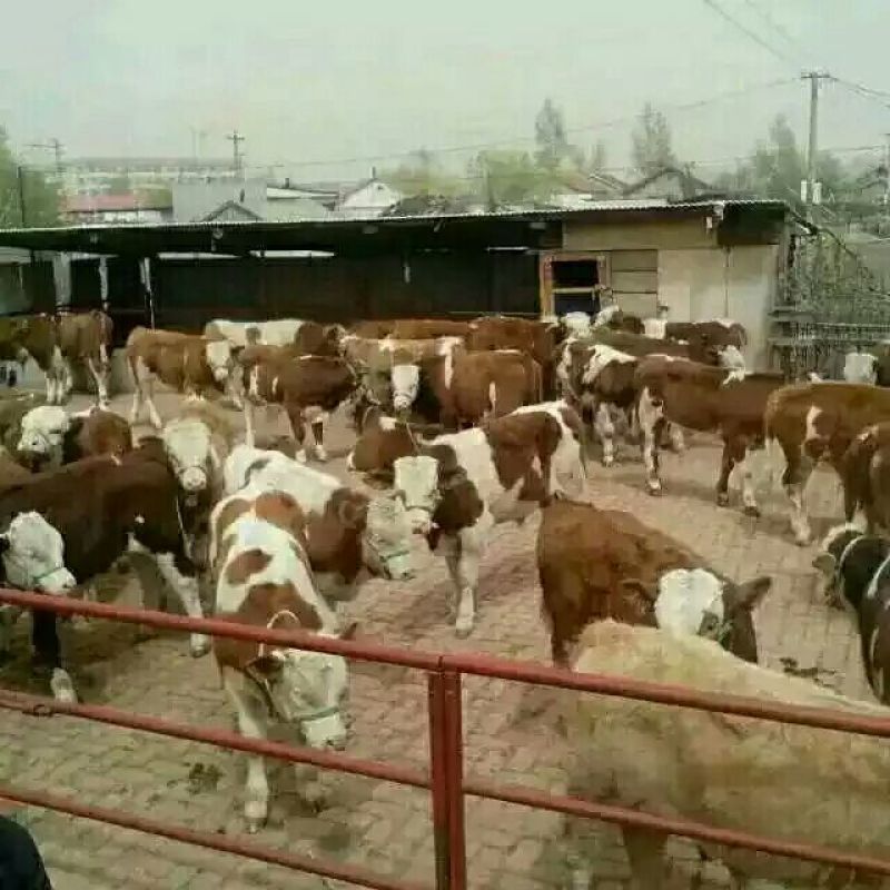 肉牛400~600斤