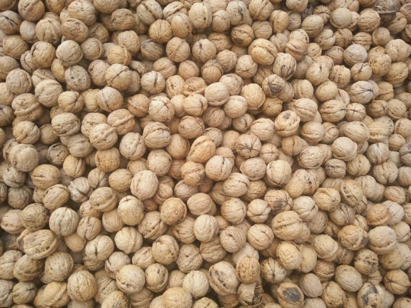薄皮核桃30mm以上去皮干