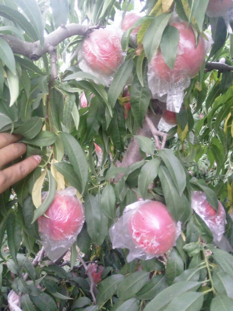 富岛桃王毛桃批发，膜袋毛桃基地价格