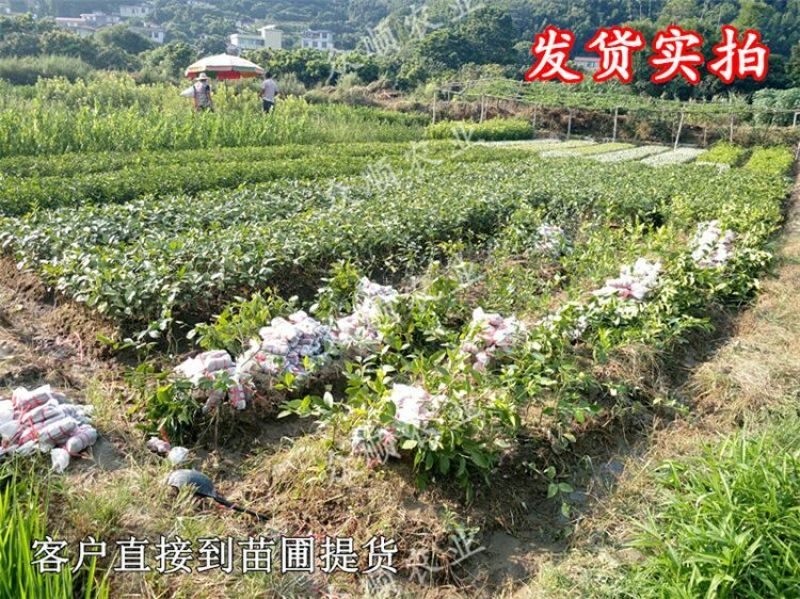 柠檬苗50~80cm