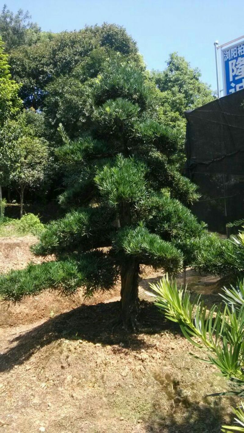 造型松