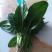 大叶菠菜15~20厘米