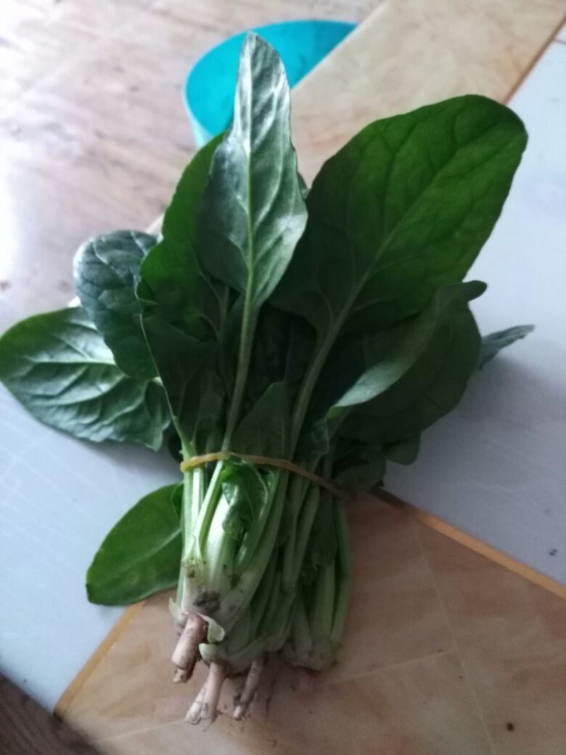 大叶菠菜15~20厘米