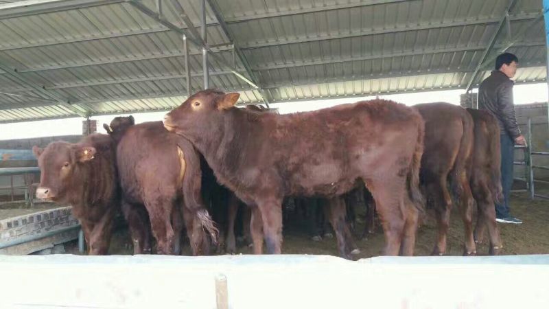 牛犊200~300kg