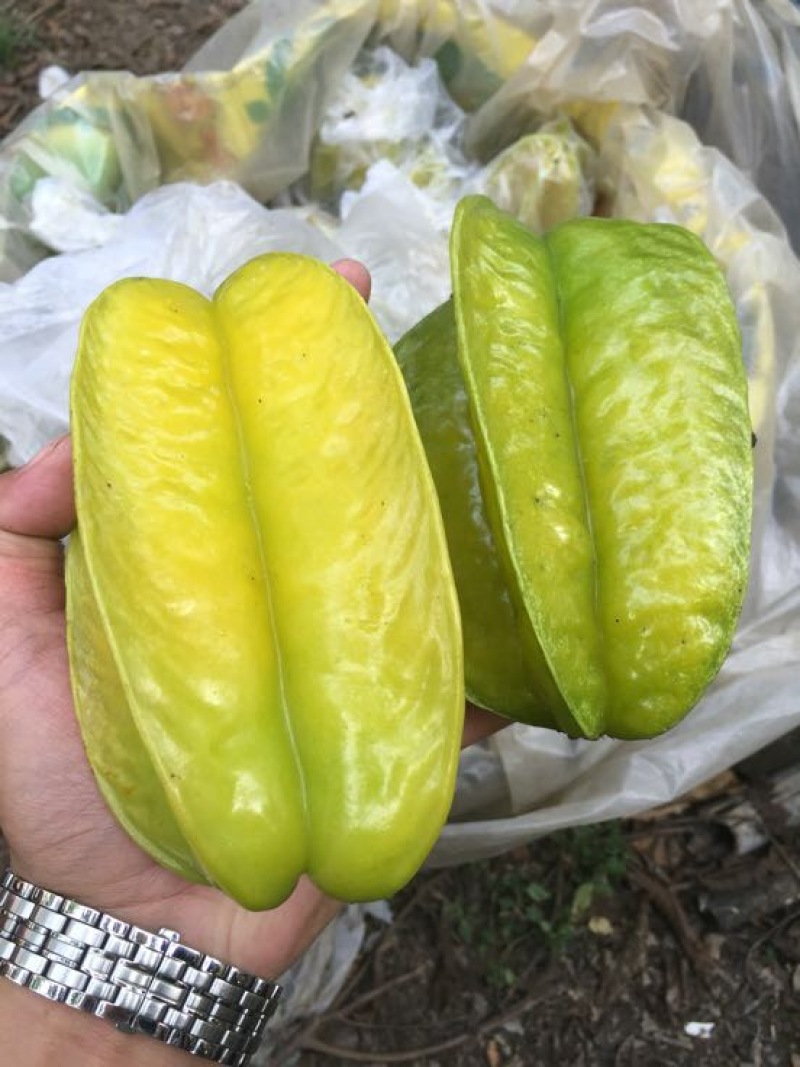 红杨桃