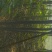 黄山栾树6~8cm4~6cm3.5~4米