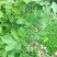 蓝莓鲜果8~10mm以上