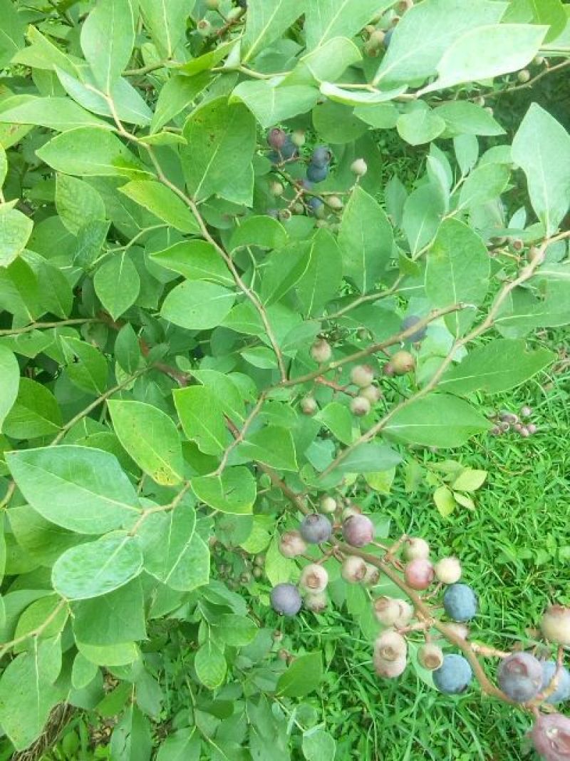 蓝莓鲜果8~10mm以上