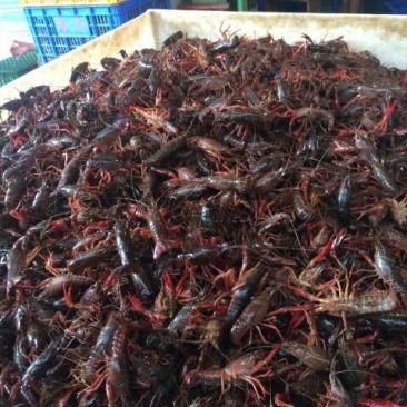 罗氏沼虾食用4~6钱活虾