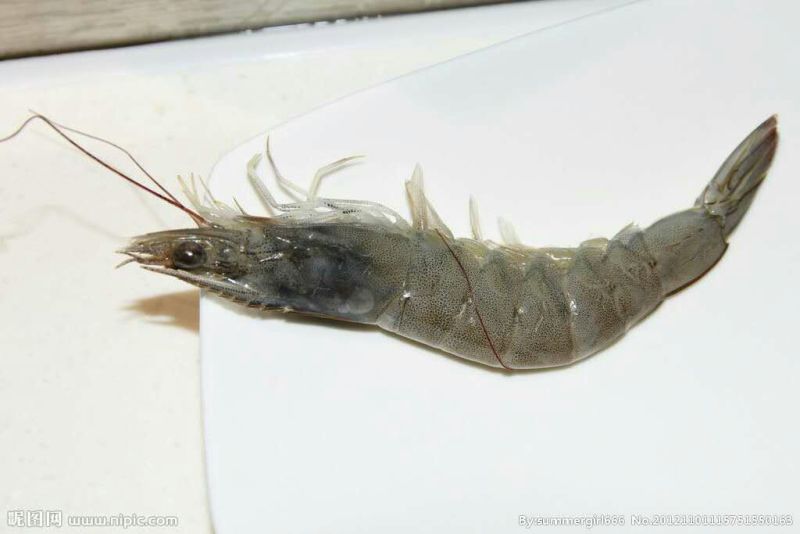 青虾食用16~20只/kg