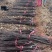 烟富8号苹果树苗矮化苹果苗苹果苗育苗基地苹果苗批发