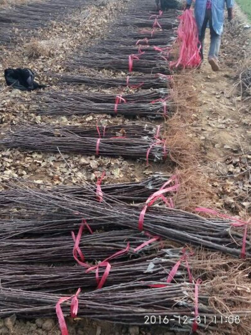 烟富8号苹果树苗矮化苹果苗苹果苗育苗基地苹果苗批发