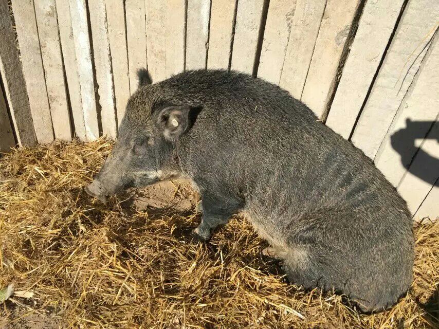 黑猪肉甘肃武威市民勤县_批发_供应-一亩田农