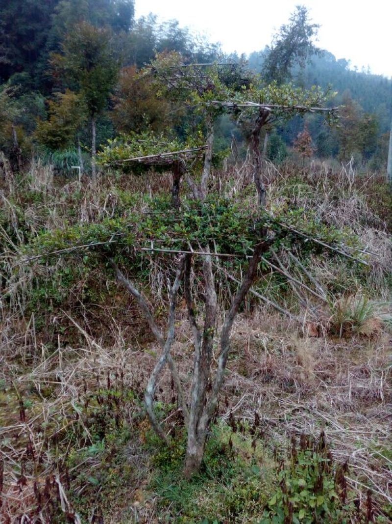 造型树