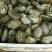 海螺食用鲜活5~10只/kg