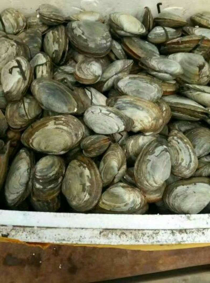 海螺食用鲜活5~10只/kg