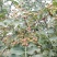 花椒苗0.5~1年