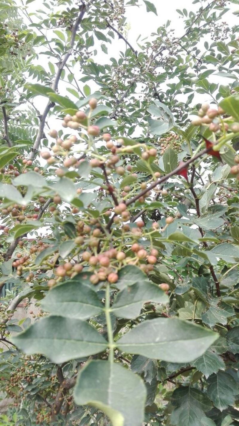 花椒苗0.5~1年