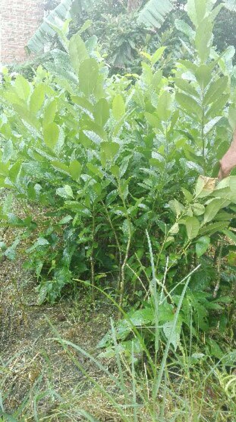 柠檬苗四季香水柠檬苗无核柠檬苗香水柠檬大果柠檬苗包邮