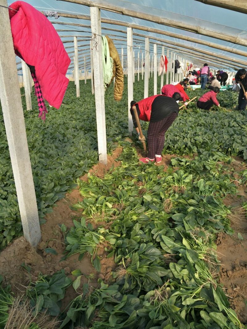 名门菠菜15~20厘米