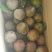 李子枝条